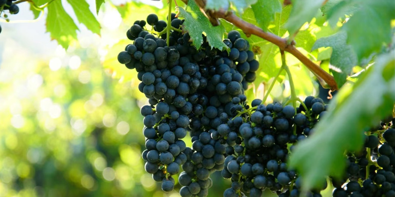 Vinos ecológicos en mallorca