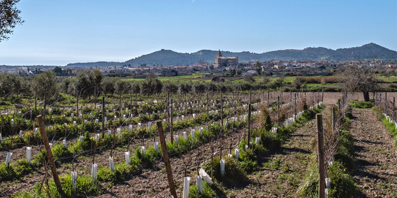 bodega celler 3 10