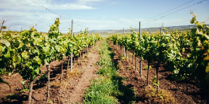 Viña mallorca vino ecologico