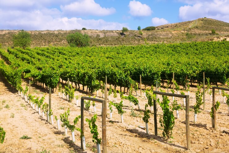 Terruño y la distinción de los vinos ecológicos de Mallorca