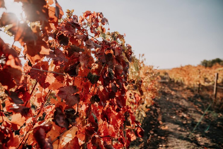 Cómo afecta el cambio climático a los vinos ecológicos